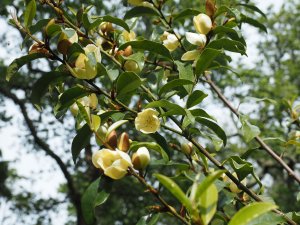 Magnolia laevifolia ‘Kunming’