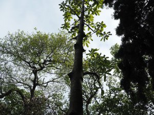 Magnolia rostrata