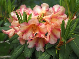 Rhododendron floccigerum