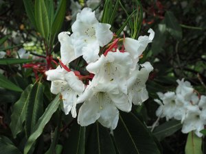Rhododendron griffithianum