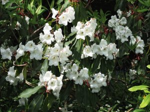 Rhododendron griffithianum