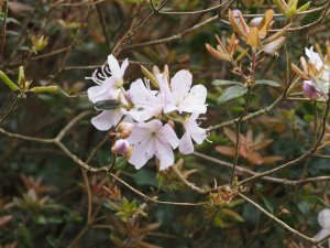 Rhododendron ovatum