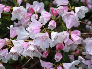 Rhododendron ‘Tibet’