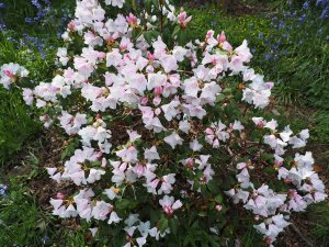 Rhododendron ‘Tibet’