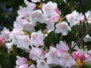Rhododendron ‘Tibet’