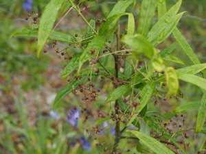 Euonymus cornutus (TH 659)