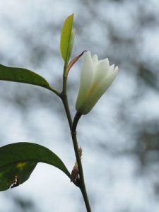 Magnolia laevifolia x Magnolia maudiae