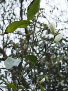 Magnolia laevifolia x Magnolia maudiae