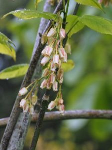 Staphylea bolanderi