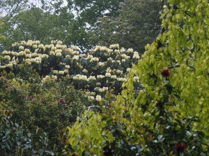 Rhododendron macabeanum