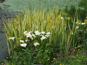Arum lilies and Iris pseudacorus