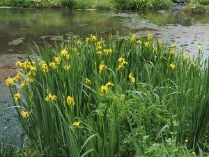 Arum lilies and Iris pseudacorus