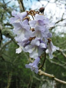 Bonython Paulownia