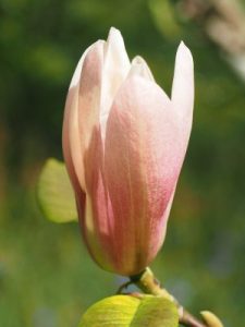 Magnolia ‘Coral Lake’