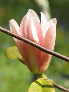 Magnolia ‘Coral Lake’