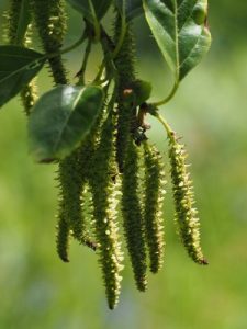 unknown Betula