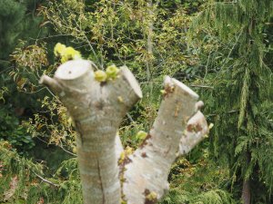 Tilia cordata ‘Winter Orange’