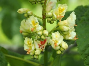 Aesculus ’Dallimorei’