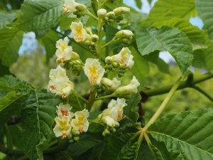 Aesculus ’Dallimorei’