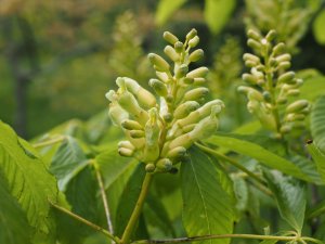 Aesculus sylvatica