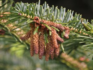 Abies homolepis