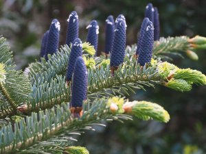 Abies homolepis