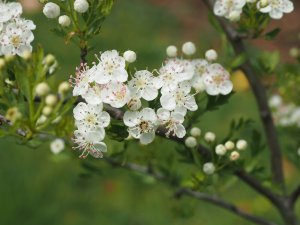 Crataegus ambigua
