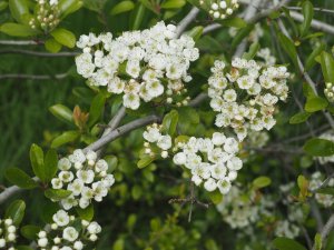Crataegus berberifolia