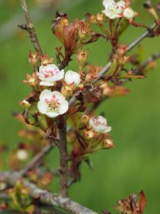 Crataegus cuneata