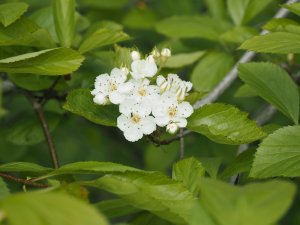 Crataegus harbisonii