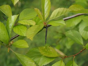 Crataegus harbisonii