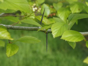 Crataegus harbisonii