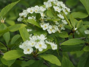 Crataegus miuvaecis
