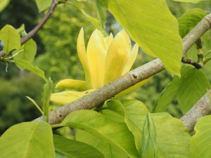 Magnolia ‘Anilou’