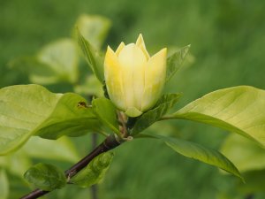 Magnolia ‘Illini Moonlight’