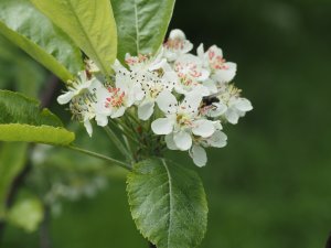 x Sorbopyrus auricularis (Pyrus communis x Sorbus aria)