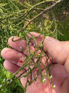 Dacrycarpus dacrydioides