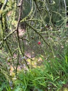 Dacrycarpus dacrydioides