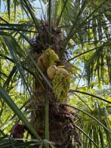 Trachycarpus wagnerianus