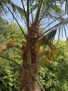 Trachycarpus wagnerianus