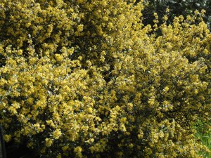 Corokia buddleioides