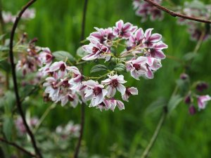 Deutzia calycosa ‘Deli’