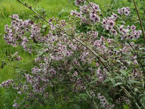 Deutzia calycosa ‘Deli’