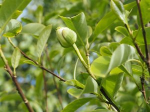 Magnolia sieboldii x M. yunnanensis