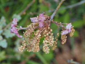 Quercus hypoxantha