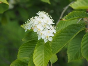 Sorbus yuana