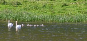 A record 10 cygnets
