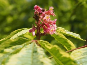 Aesculus x carnea ‘Aureomarginata’