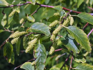 Betula utilis subsp. albosinensis ‘China Ruby’