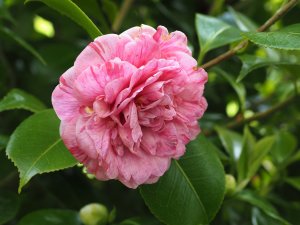 Camellia japonica ‘Italian Vera’